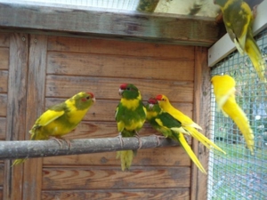 Ziegensittiche Bild 4