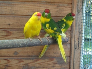 Ziegensittiche Bild 2