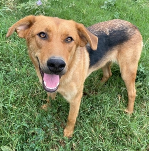 Pixie, geb. ca. 10/2022, lebt in GRIECHENLAND, im städt. Tierheim Serres Bild 6