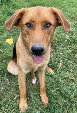 Pixie, geb. ca. 10/2022, lebt in GRIECHENLAND, im städt. Tierheim Serres Bild 17