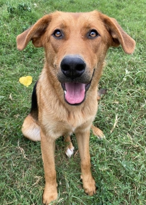 Pixie, geb. ca. 10/2022, lebt in GRIECHENLAND, im städt. Tierheim Serres Bild 18