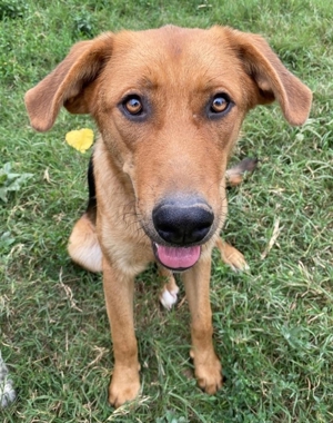 Pixie, geb. ca. 10/2022, lebt in GRIECHENLAND, im städt. Tierheim Serres Bild 19