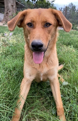 Pixie, geb. ca. 10/2022, lebt in GRIECHENLAND, im städt. Tierheim Serres Bild 11