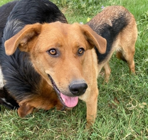 Pixie, geb. ca. 10/2022, lebt in GRIECHENLAND, im städt. Tierheim Serres Bild 10