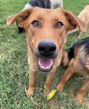 Pixie, geb. ca. 10/2022, lebt in GRIECHENLAND, im städt. Tierheim Serres Bild 14