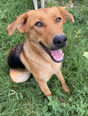 Pixie, geb. ca. 10/2022, lebt in GRIECHENLAND, im städt. Tierheim Serres Bild 8