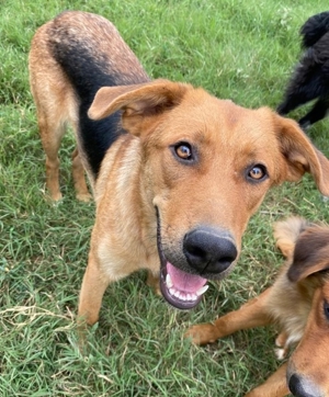 Pixie, geb. ca. 10/2022, lebt in GRIECHENLAND, im städt. Tierheim Serres Bild 12