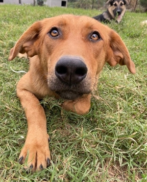 Pixie, geb. ca. 10/2022, lebt in GRIECHENLAND, im städt. Tierheim Serres Bild 20