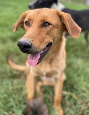 Pixie, geb. ca. 10/2022, lebt in GRIECHENLAND, im städt. Tierheim Serres Bild 4