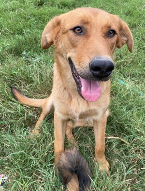 Pixie, geb. ca. 10/2022, lebt in GRIECHENLAND, im städt. Tierheim Serres Bild 7