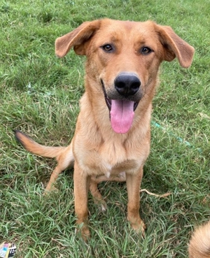 Pixie, geb. ca. 10/2022, lebt in GRIECHENLAND, im städt. Tierheim Serres Bild 3