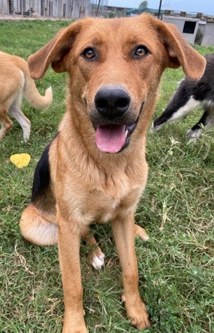 Pixie, geb. ca. 10/2022, lebt in GRIECHENLAND, im städt. Tierheim Serres Bild 16