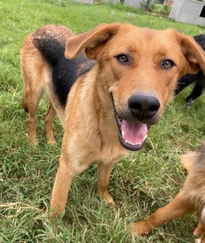 Pixie, geb. ca. 10/2022, lebt in GRIECHENLAND, im städt. Tierheim Serres Bild 13