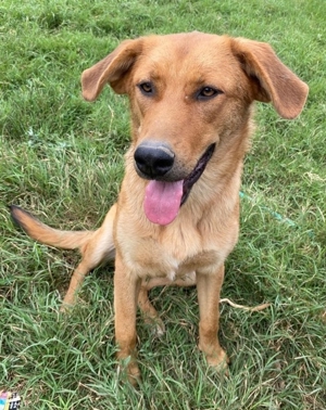 Pixie, geb. ca. 10/2022, lebt in GRIECHENLAND, im städt. Tierheim Serres Bild 2