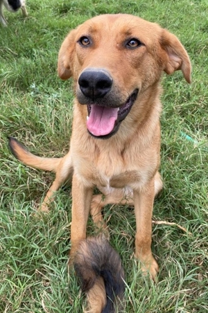 Pixie, geb. ca. 10/2022, lebt in GRIECHENLAND, im städt. Tierheim Serres Bild 5