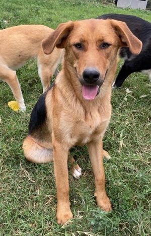 Pixie, geb. ca. 10/2022, lebt in GRIECHENLAND, im städt. Tierheim Serres Bild 15