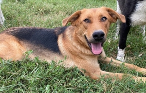 Pixie, geb. ca. 10/2022, lebt in GRIECHENLAND, im städt. Tierheim Serres Bild 9