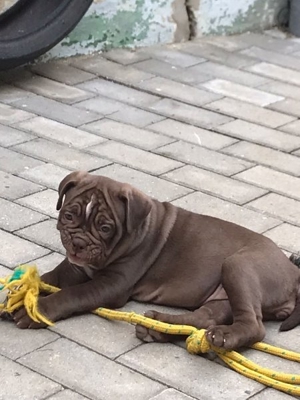 Old english bulldog Deckrüde Bild 8