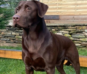 Labrador Deckrüde