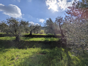 Toscana, Traumhafte Lage, Haus am Meer mit Olivenhainen Bild 7