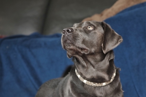 Labrador Deckrüde charcoal - kein Verkauf! Bild 1