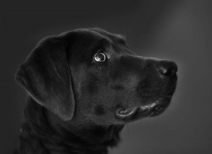 Labrador Deckrüde charcoal - kein Verkauf! Bild 5