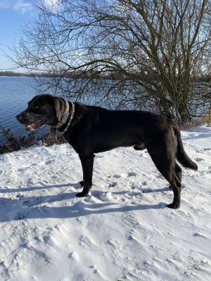Labrador Deckrüde charcoal - kein Verkauf! Bild 14