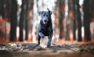 Labrador Deckrüde charcoal - kein Verkauf! Bild 8