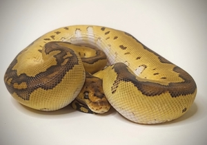 Königspython Special Clown Bild 3