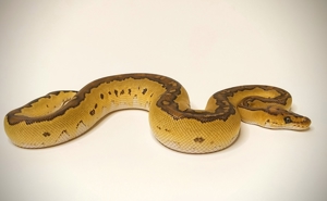 Königspython Special Clown Bild 2