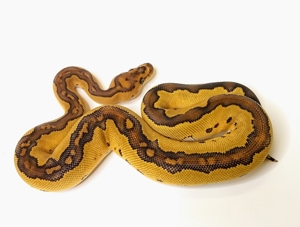 Königspython Special Clown Bild 5