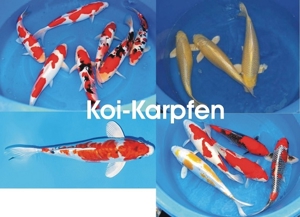 Koi - Teichfische - Störe - Muscheln - Krebse uvm. // Fa.Fördefisch Bild 15