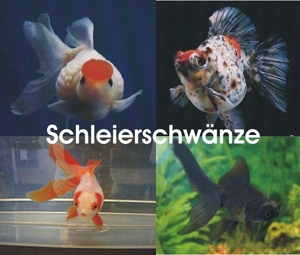 Koi - Teichfische - Störe - Muscheln - Krebse uvm. // Fa.Fördefisch Bild 18