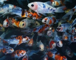Goldfische, Koi, Teichfische, Störe, Muscheln, Krebse, Schnecken // Fa.Fördefisch Bild 7