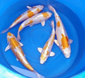 Goldfische, Koi, Teichfische, Störe, Muscheln, Krebse, Schnecken // Fa.Fördefisch Bild 4