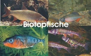Goldfische, Koi, Teichfische, Störe, Muscheln, Krebse, Schnecken // Fa.Fördefisch Bild 14