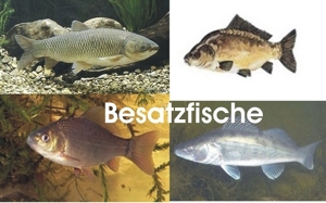 Goldfische, Koi, Teichfische, Störe, Muscheln, Krebse, Schnecken // Fa.Fördefisch Bild 15