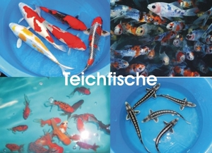 Goldfische, Koi, Teichfische, Störe, Muscheln, Krebse, Schnecken // Fa.Fördefisch Bild 16