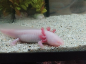 Axolotl Bd. frei Bild 8