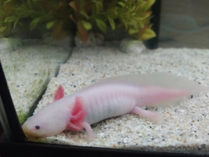 Axolotl Bd. frei Bild 5