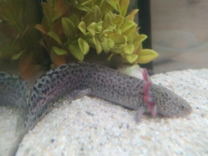 Axolotl Bd. frei Bild 6