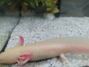 Axolotl Bd. frei Bild 7