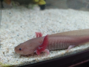 Axolotl Bd. frei Bild 4