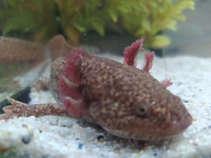 Axolotl Bd. frei Bild 3
