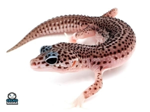 Schöne Leopardgeckos verschiedene Morphen demnächst abzugeben  Bild 2