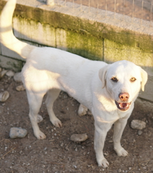 Gianna, geb. ca. 02/2022, lebt in GRIECHENLAND, im städt. Tierheim Serres Bild 2