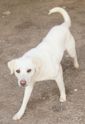 Gianna, geb. ca. 02/2022, lebt in GRIECHENLAND, im städt. Tierheim Serres Bild 4