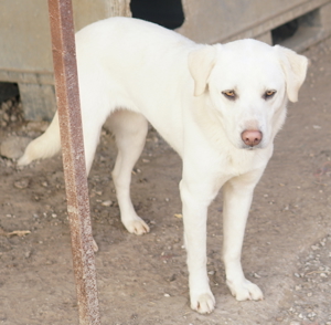 Gianna, geb. ca. 02/2022, lebt in GRIECHENLAND, im städt. Tierheim Serres Bild 3