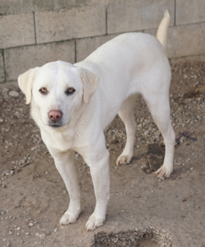 Gianna, geb. ca. 02/2022, lebt in GRIECHENLAND, im städt. Tierheim Serres Bild 12