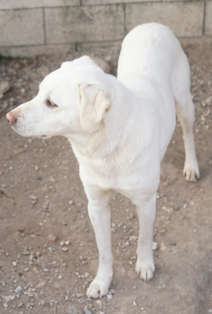 Gianna, geb. ca. 02/2022, lebt in GRIECHENLAND, im städt. Tierheim Serres Bild 16